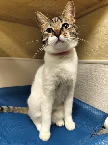 MIMSEY - Tabby available for adoption