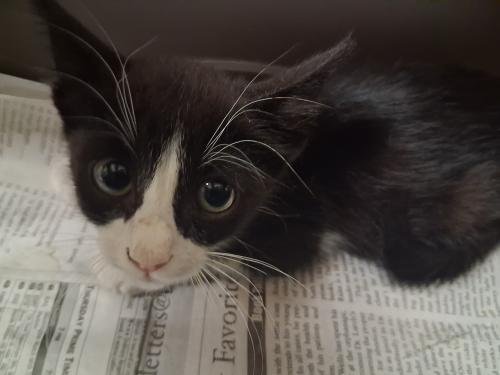 KITTEN 28209 (ZORRO) - Tuxedo available for adoption
