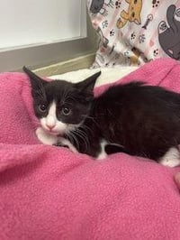 Kitten 28209 (Zorro) - Photo 1