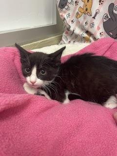 KITTEN 28209 (ZORRO) - Tuxedo available for adoption