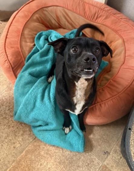 LITTLE BLACK DOG - Terrier for adoption in Fresno