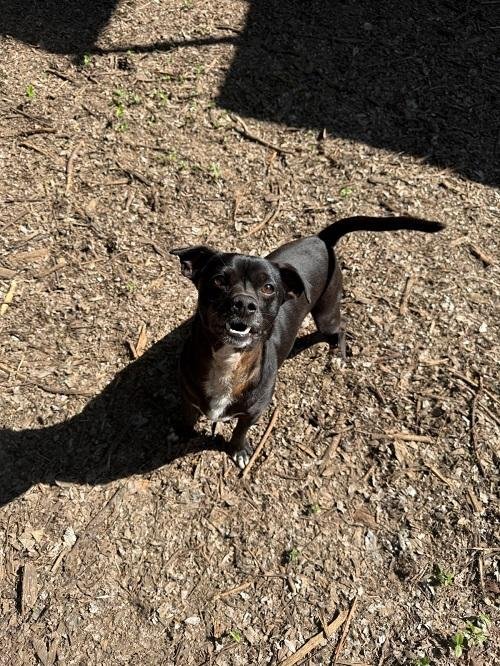 Little Black Dog - Photo 2