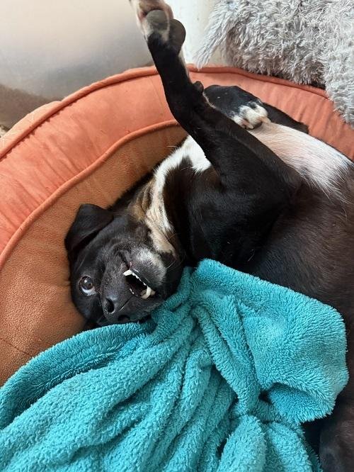 Little Black Dog - Photo 3