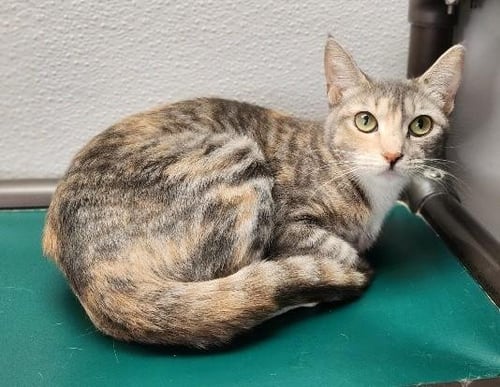 MOM CAT 27627 (LEMONADE) - Dilute Calico available for adoption