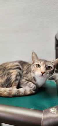 Mom Cat 27627 (Lemonade) - Photo 2