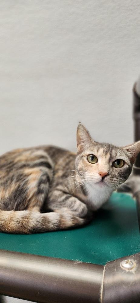MOM CAT 27627 (LEMONADE) - Dilute Calico available for adoption