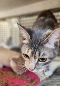 Mom Cat 27627 (Lemonade) - Photo 3