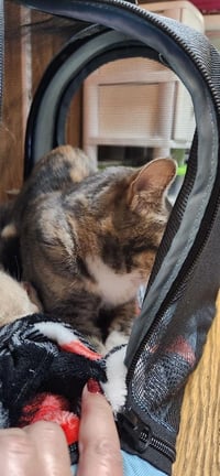 Mom Cat 27627 (Lemonade) - Photo 4