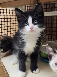 Kitten 27768 (Taz) - Photo 1