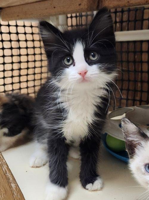 KITTEN 27768 (TAZ) - Domestic Medium Hair available for adoption