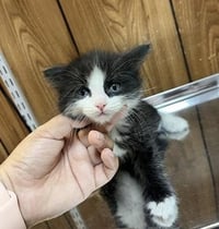 Kitten 27768 (Taz) - Photo 2