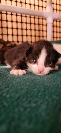 Kitten 27768 (Taz) - Photo 3