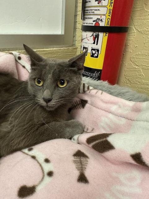 BOMBA CAT - Russian Blue available for adoption