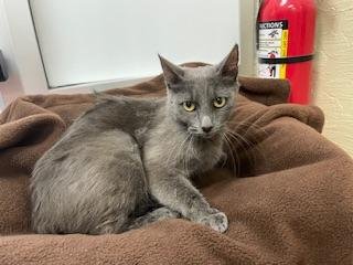 BOMBA CAT - Russian Blue available for adoption