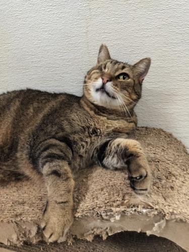 SKITTLES - Tabby available for adoption