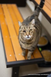 Skittles - Photo 3