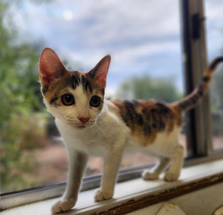 CAT 27078 (WINNIE) - Calico available for adoption