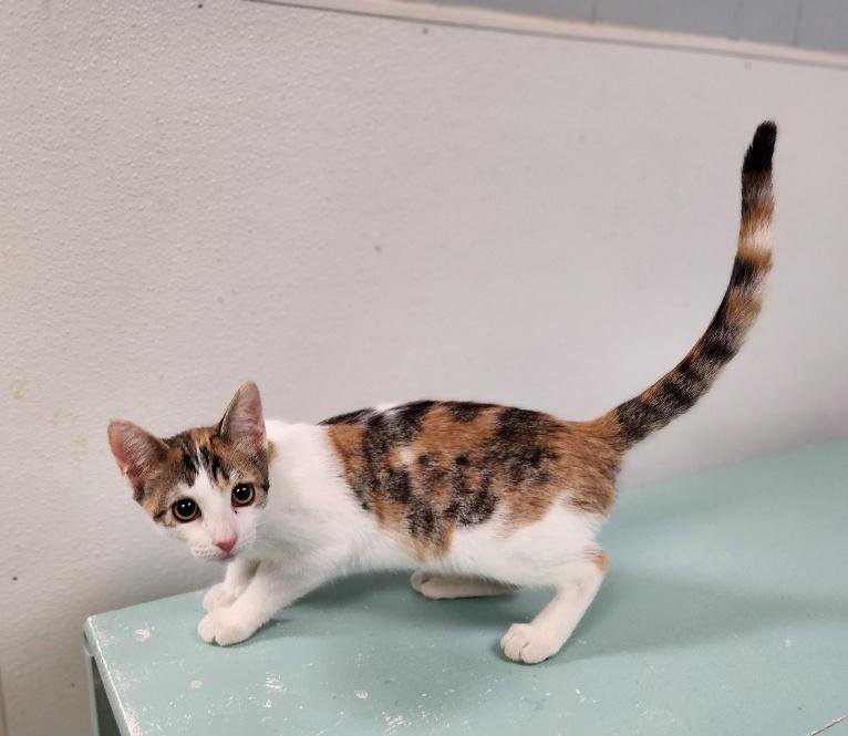 CAT 27078 (WINNIE) - Calico available for adoption