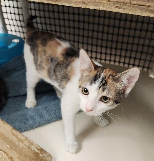 Cat 27078 (Winnie) - Photo 3