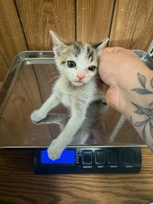 Cat 27078 (Winnie) - Photo 4