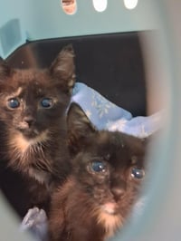 Kitten 28180 (Padma) - Photo 3