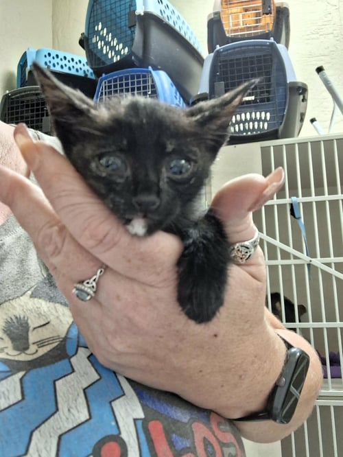KITTEN 28180 (PADMA) - Tortoiseshell available for adoption