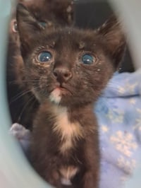 Kitten 28180 (Padma) - Photo 4
