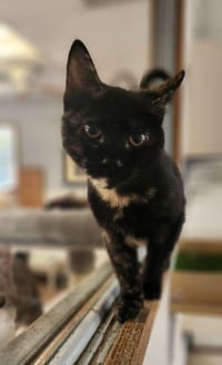 Kitten 28180 (Padma) - Photo 1