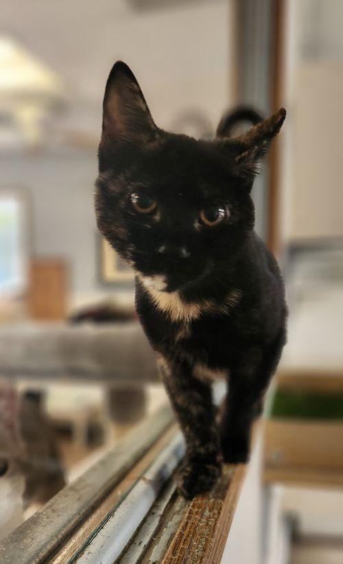 KITTEN 28180 (PADMA) - Tortoiseshell available for adoption
