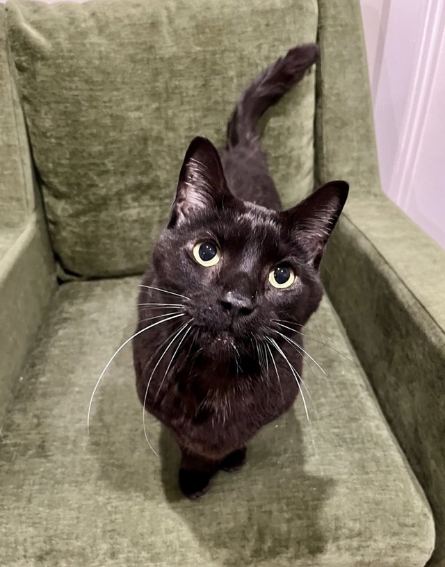 POE - Domestic Short Hair available for adoption