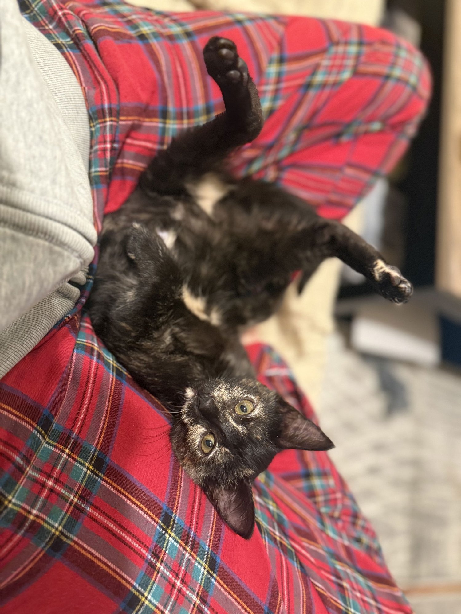 BIRDIE - Tortoiseshell available for adoption