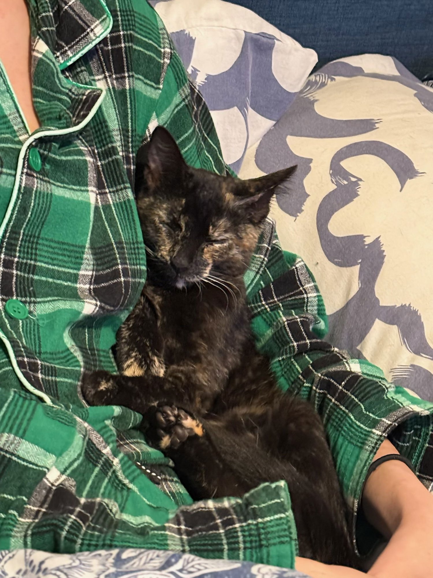 BIRDIE - Tortoiseshell available for adoption