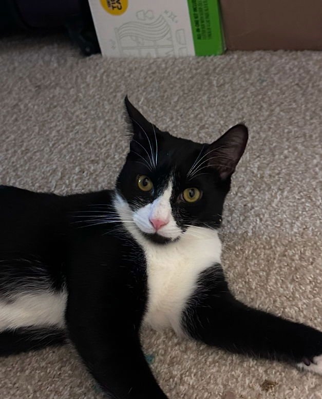 MUFFIN - Domestic Short Hair available for adoption