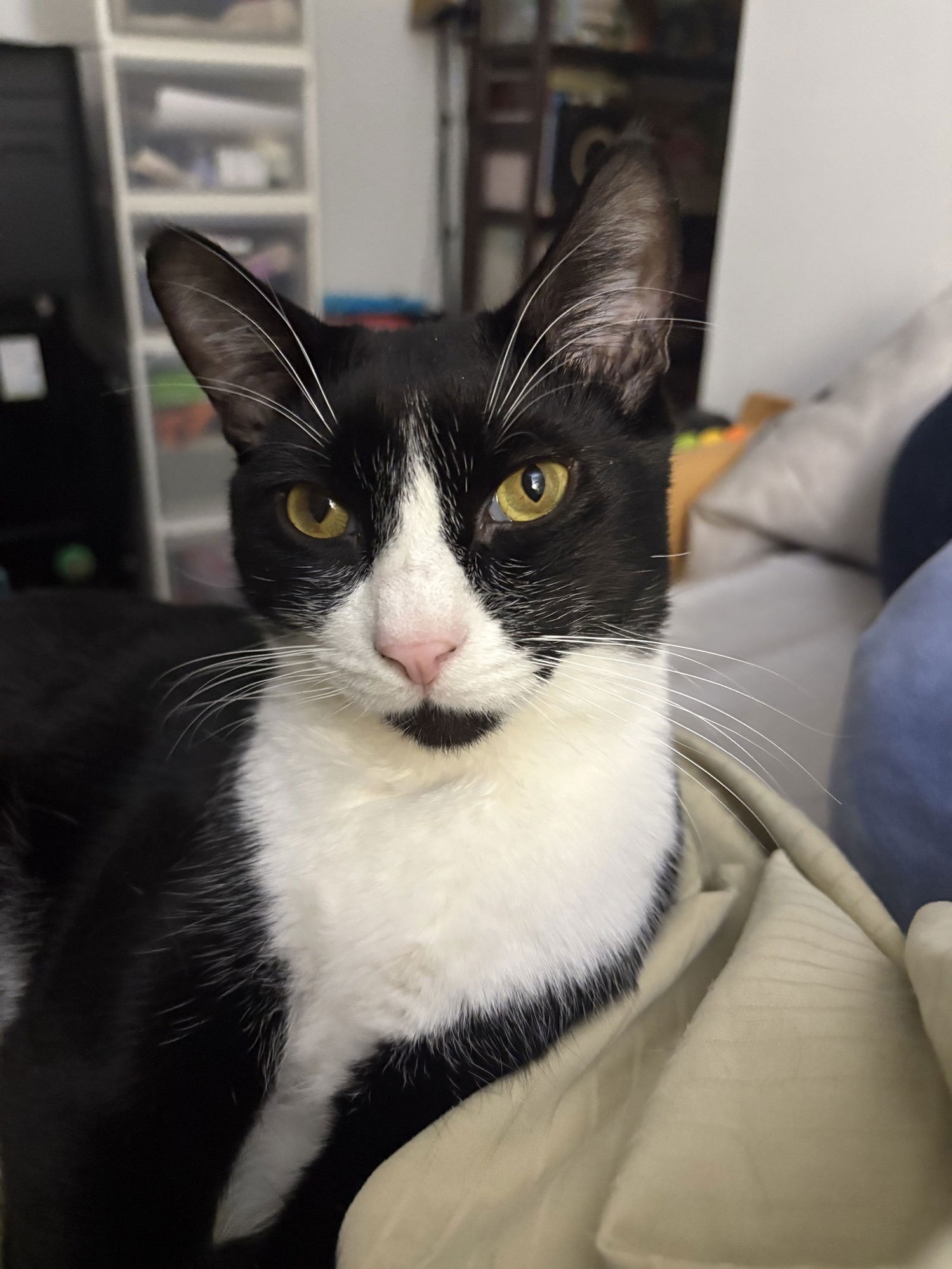 MUFFIN - Domestic Short Hair available for adoption