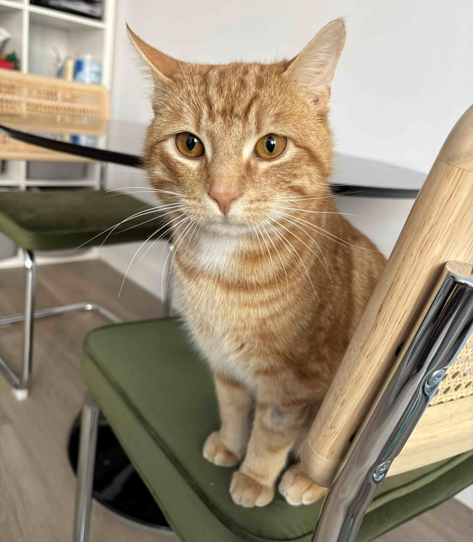 REDDINGTON - Domestic Short Hair available for adoption