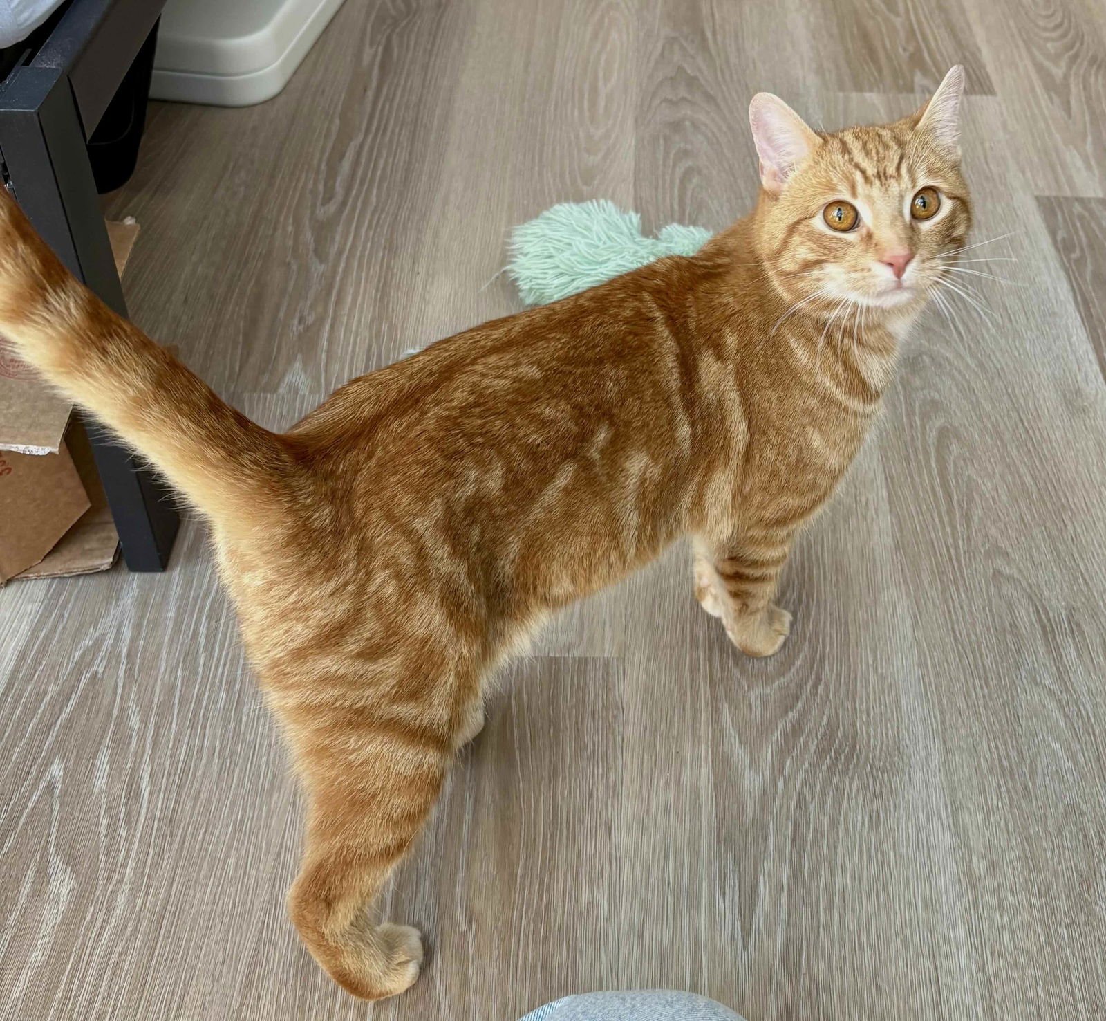 REDDINGTON - Domestic Short Hair available for adoption