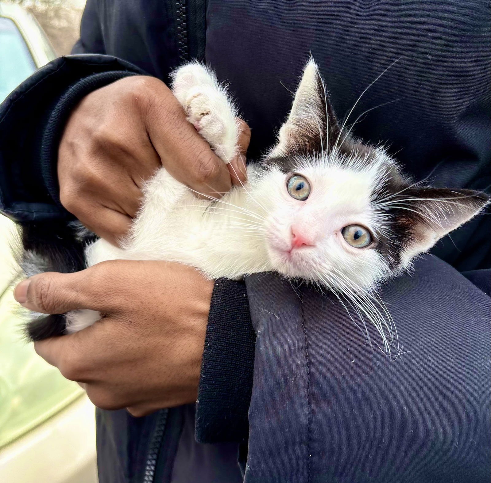 DICE! - Domestic Short Hair available for adoption