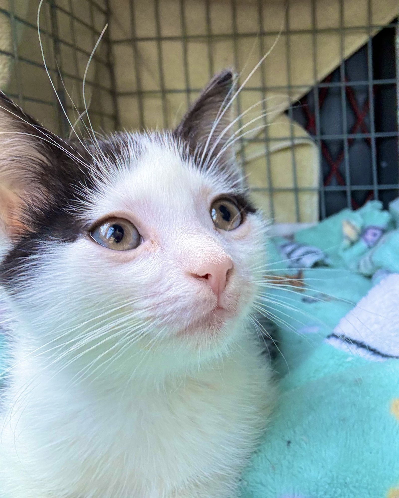 DICE! - Domestic Short Hair available for adoption