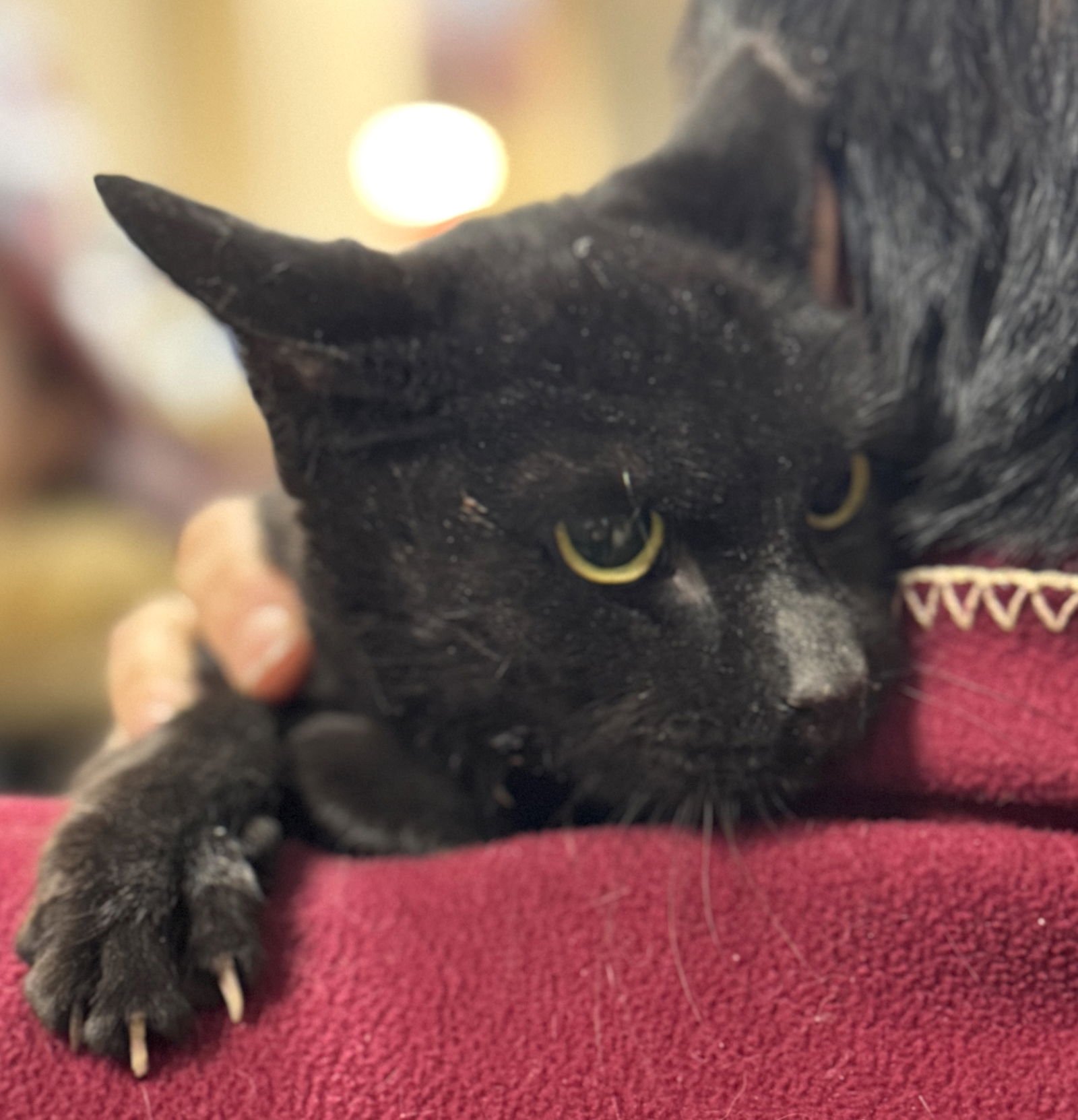 SHADOW - Domestic Short Hair available for adoption