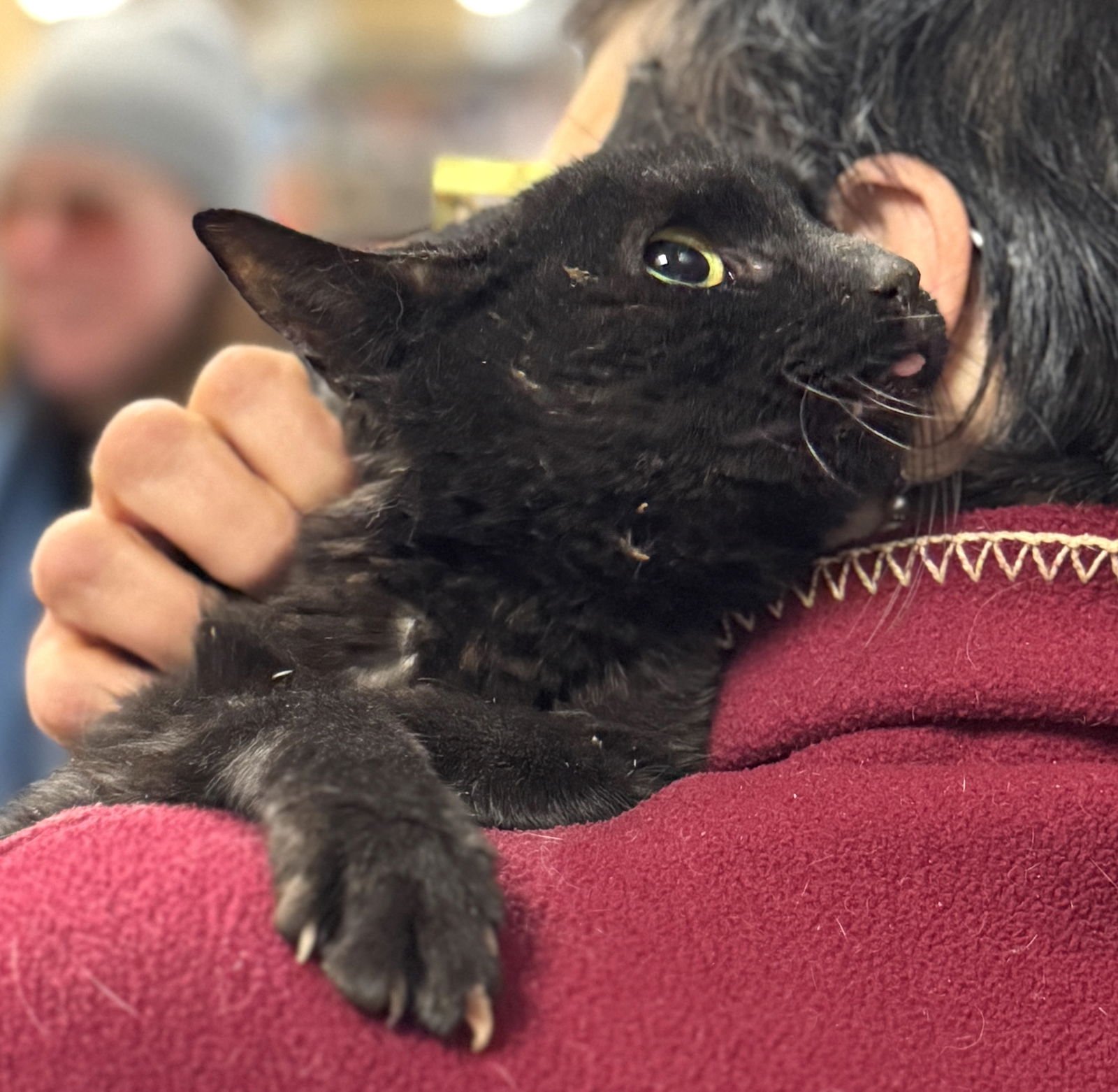 SHADOW - Domestic Short Hair available for adoption