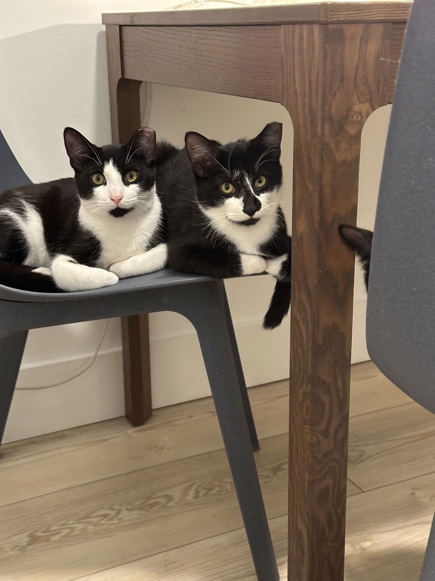 Comet and Starr - Photo 3