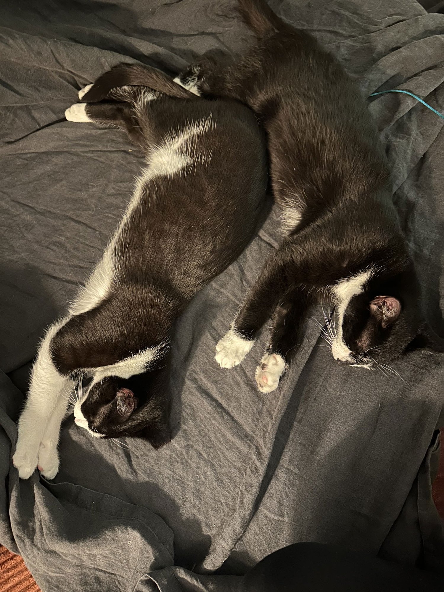 Comet and Starr - Photo 4