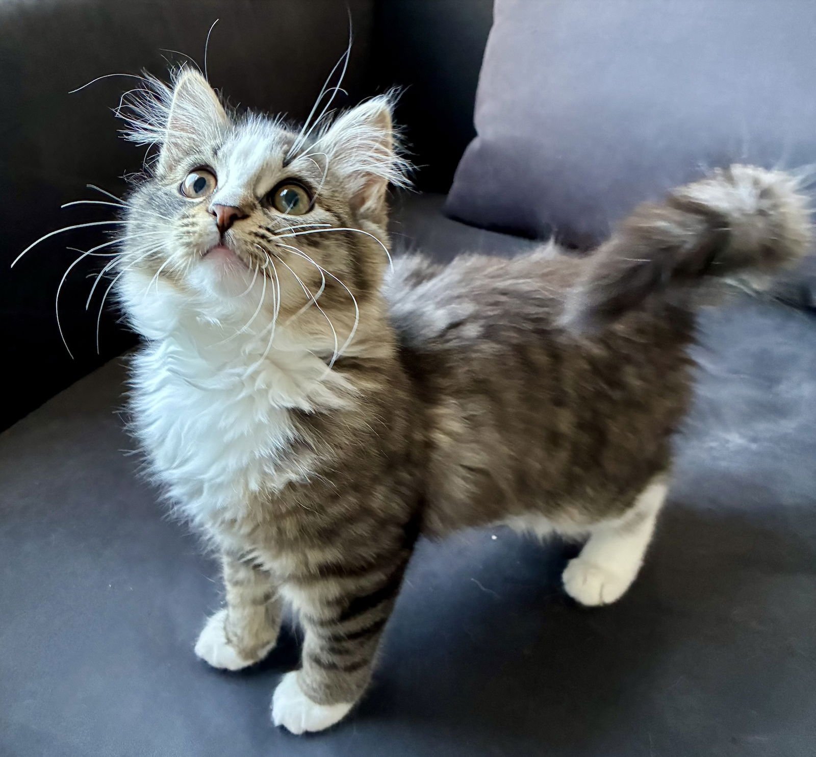 SUPERMOON - Domestic Long Hair available for adoption