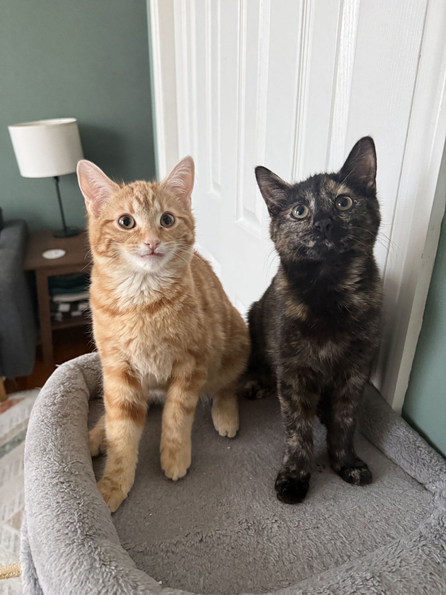 TILDE AND UMLAUT - Domestic Short Hair available for adoption