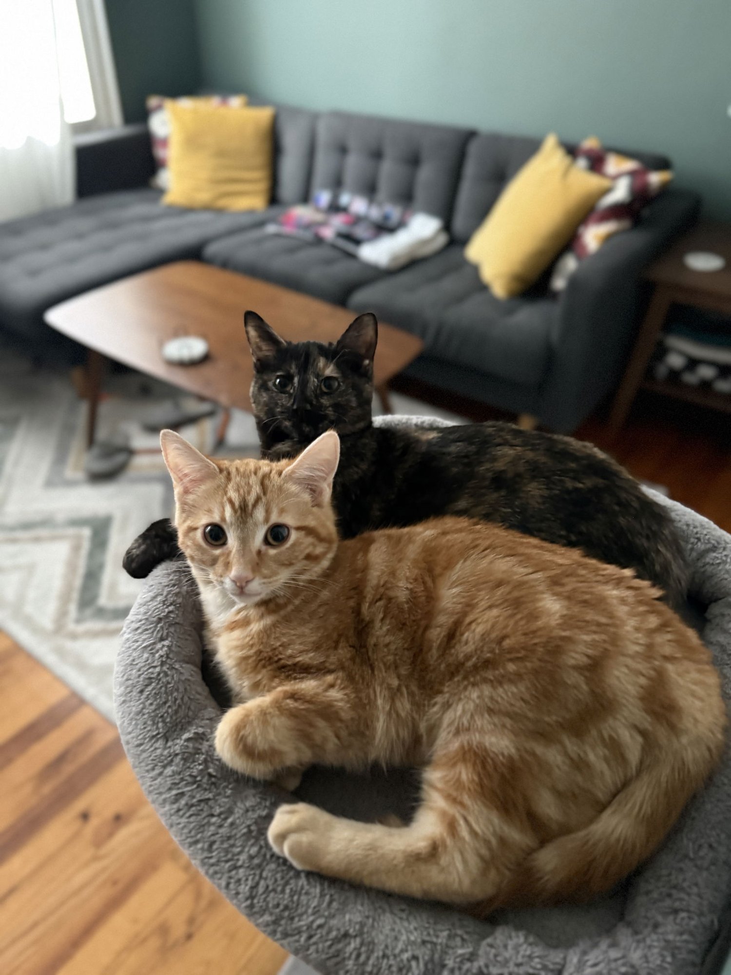 TILDE AND UMLAUT - Domestic Short Hair available for adoption