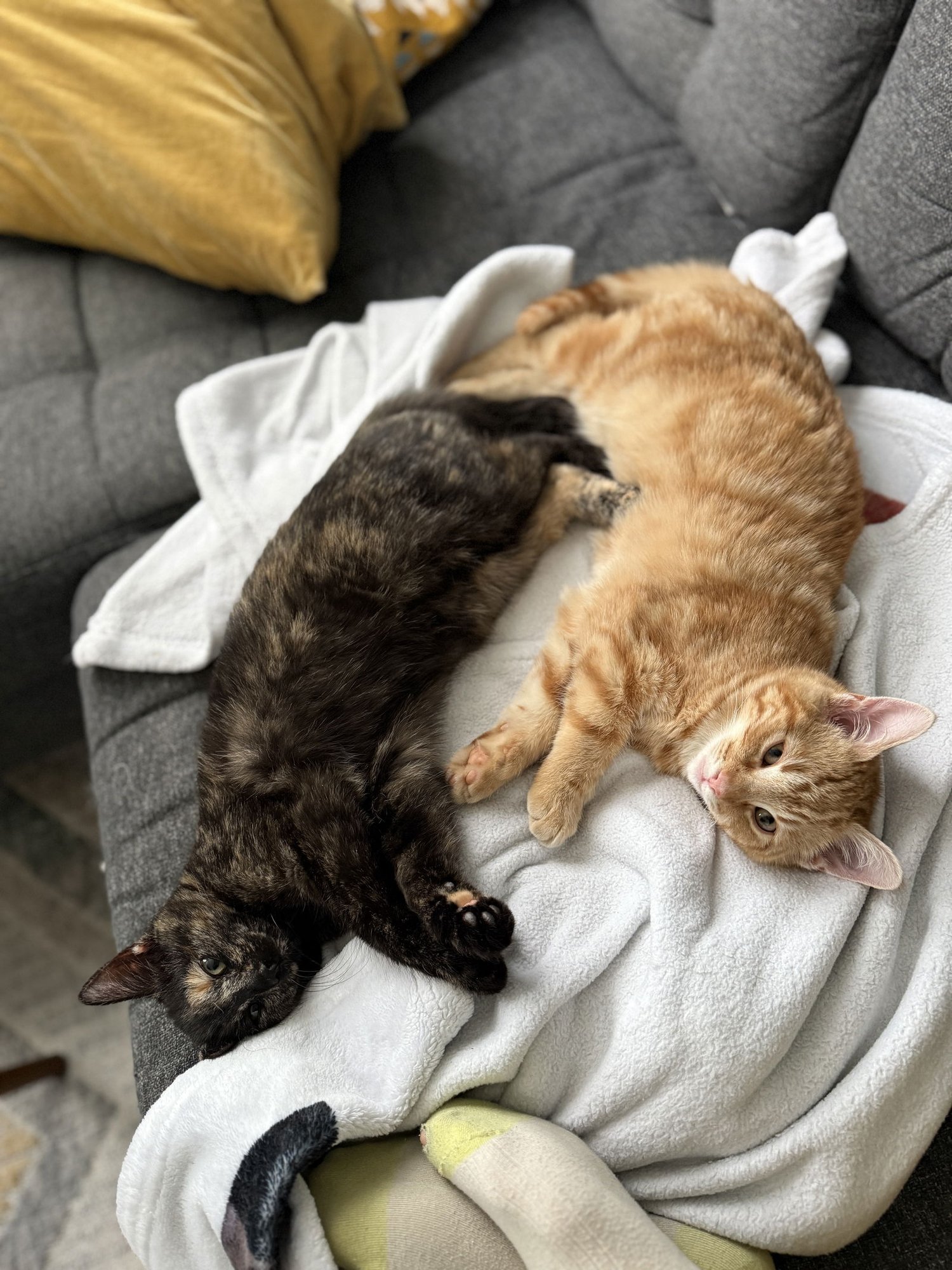 Tilde and Umlaut - Photo 3