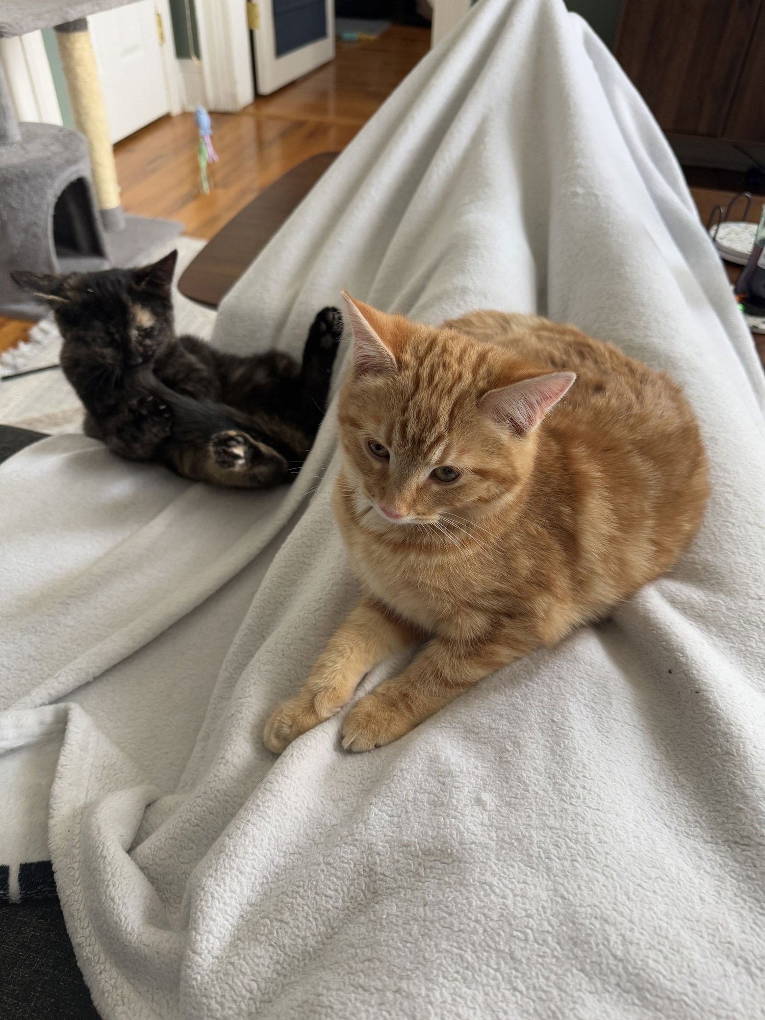 Tilde and Umlaut - Photo 4