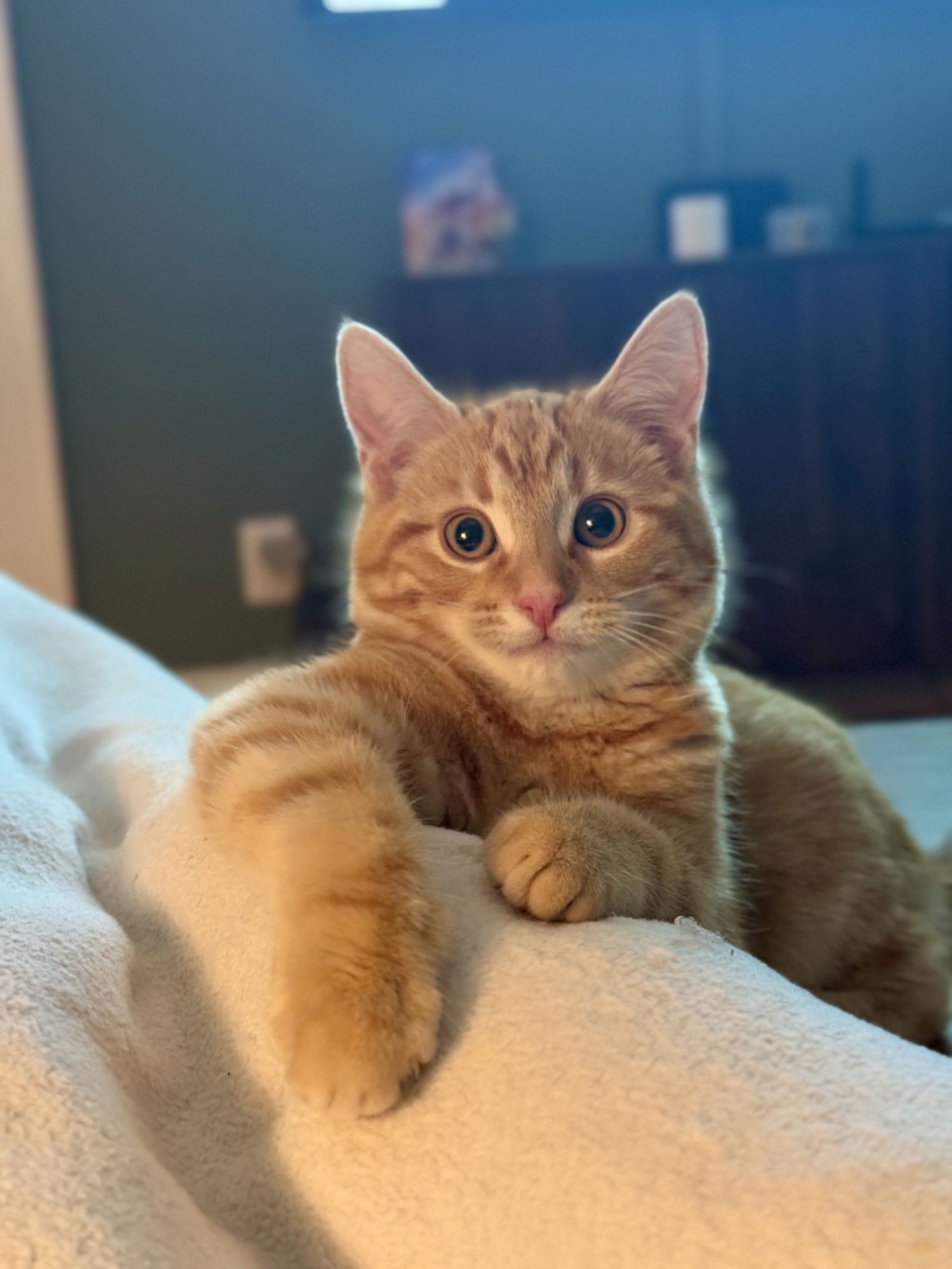 Tilde and Umlaut - Photo 5