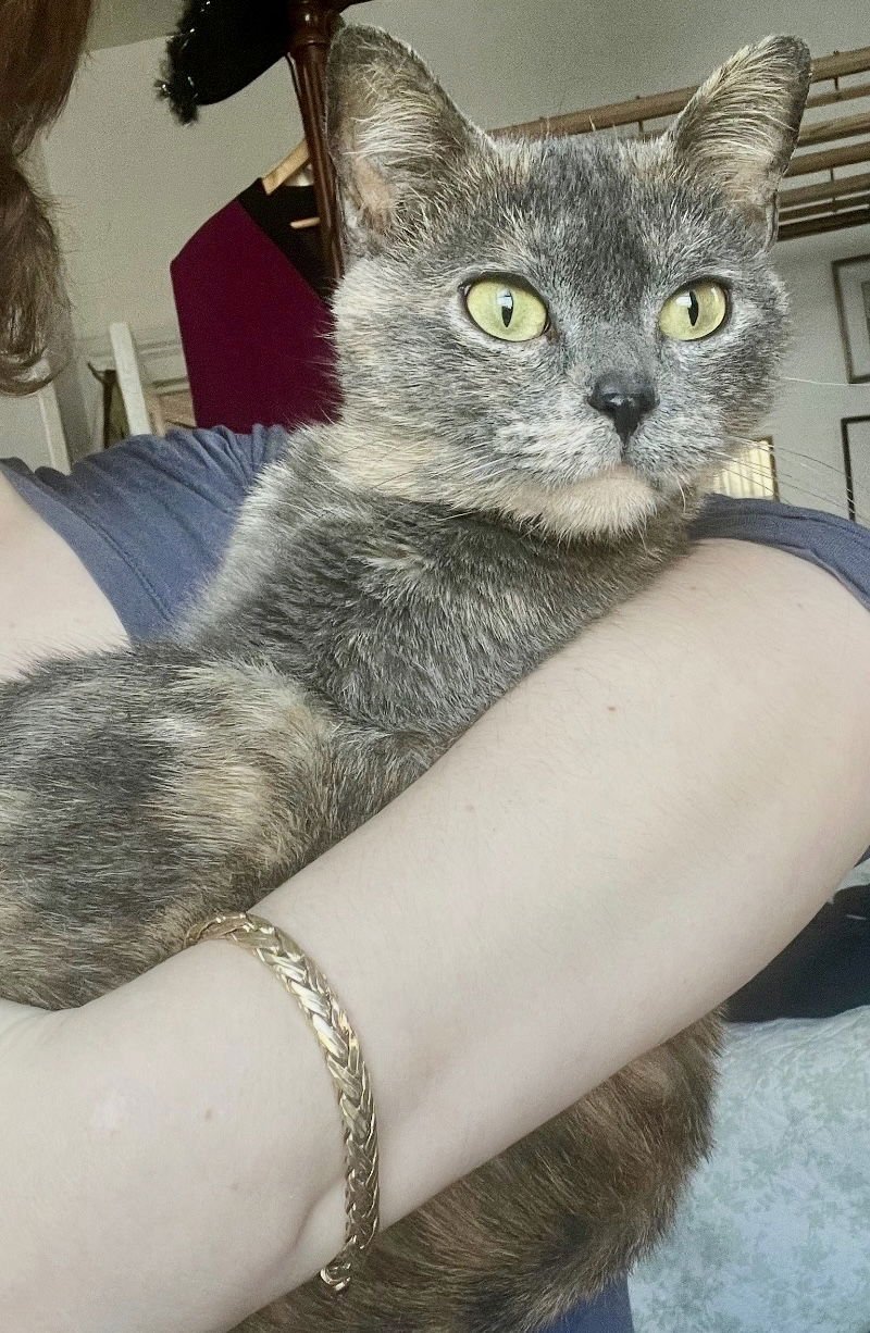 NOVA - Domestic Short Hair available for adoption