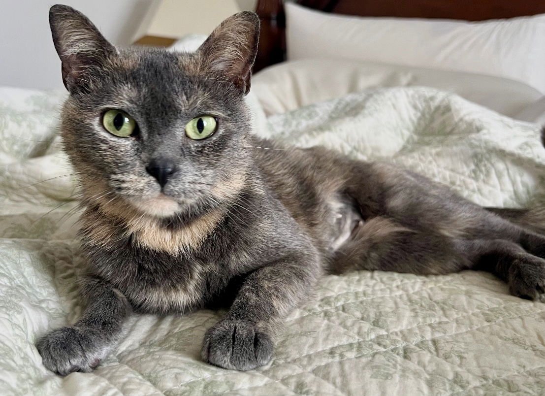 NOVA - Domestic Short Hair available for adoption